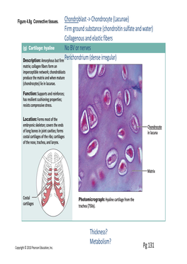 Pg 131 Chondroblast -> Chondrocyte (Lacunae) Firm Ground Substance