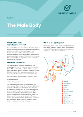 The Male Body