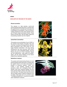 ANNEX HIGHLIGHTS of ORCHIDS of the ANDES Brassia Aurantiaca This Species Is a High Elevation Cool-To-Cold Growing Epiphyte