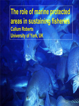 The Role of Marine Protected Areas in Sustaining Fisheries