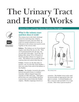 The Urinary Tract and How It Works
