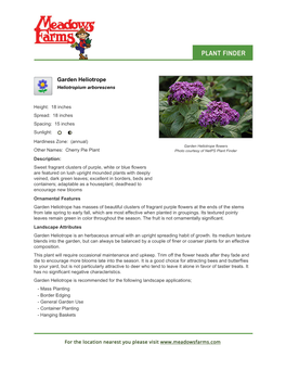 Meadows Farms Nurseries Garden Heliotrope