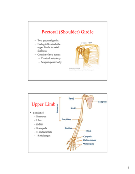 Pectoral (Shoulder) Girdle Upper Limb