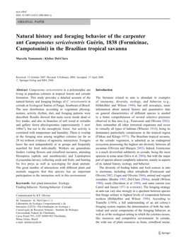 Natural History and Foraging Behavior of the Carpenter Ant Camponotus Sericeiventris Guérin, 1838 (Formicinae, Campotonini) in the Brazilian Tropical Savanna