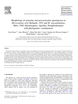 Morphology of Testicular and Post-Testicular Spermatozoa in Microstigmus Arlei Richards, 1972 and M