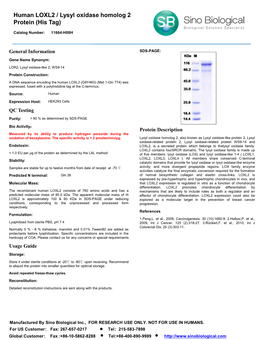 Human LOXL2 / Lysyl Oxidase Homolog 2 Protein (His Tag)