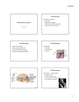 Lecture 4: the Meninges And