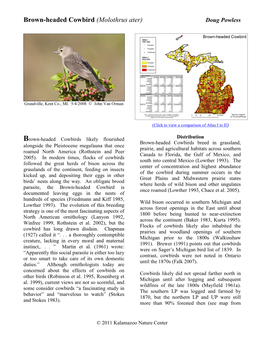 Brown-Headed Cowbird (Molothrus Ater) Doug Powless