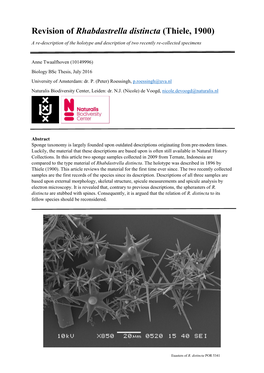 Revision of Rhabdastrella Distincta (Thiele, 1900)