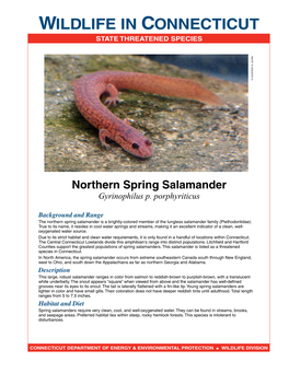 Northern Spring Salamander Fact Sheet