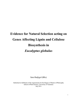 Evidence for Natural Selection Acting on Genes Affecting Lignin and Cellulose Biosynthesis in Eucalyptus Globulus
