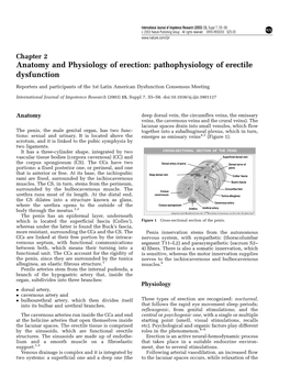 Anatomy and Physiology of Erection: Pathophysiology of Erectile Dysfunction