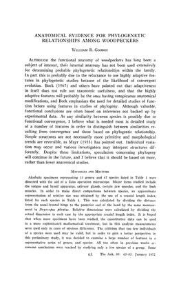 Anatomical Evidence for Phylogenetic Relationships Among Woodpeckers