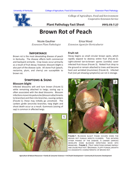 Brown Rot of Peach