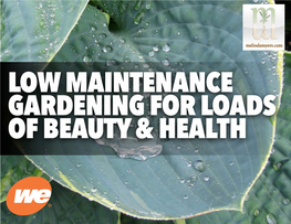 Low Maintenance Gardening