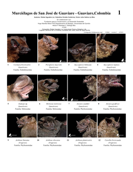 Murciélagos De San José De Guaviare