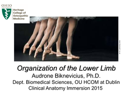 Organization of the Lower Limb Audrone Biknevicius, Ph.D