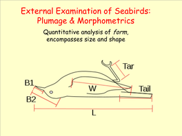 External Examination of Seabirds: Plumage & Morphometrics