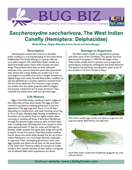 Saccharosydne Saccharivora, the West Indian Canefly (Hemiptera: Delphacidae) Blake Wilson, Megan Mulcahy, Forest Huval and Gene Reagan