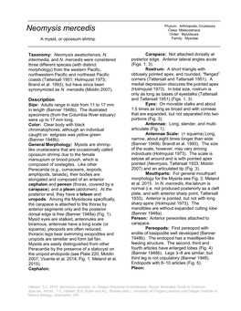 Neomysis Mercedis Class: Malacostraca Order: Mysidacea a Mysid, Or Opossum Shrimp Family: Mysidae