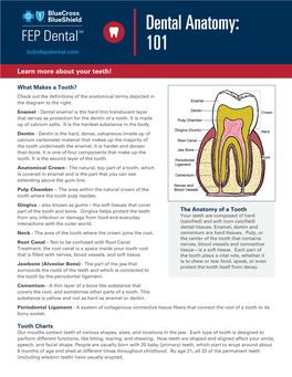 Dental Anatomy