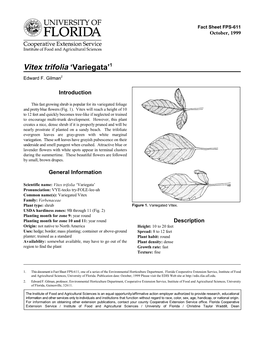 Vitex Trifolia ‘Variegata’1