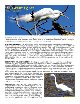 Great Egret Ardea Alba