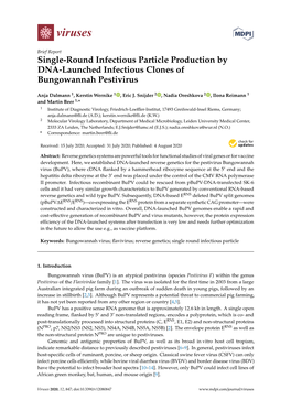 Single-Round Infectious Particle Production by DNA-Launched Infectious Clones of Bungowannah Pestivirus