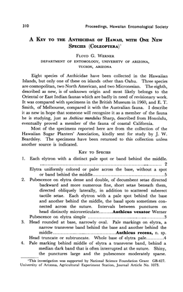 A Key to the Anthicidae of Hawaii, with One New Species (Coleoptera) L