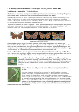Life History Notes on the Banded Grass-Skipper, Toxidia Parvulus (Plotz, 1884) Lepidoptera: Hesperiidae - Wesley Jenkinson