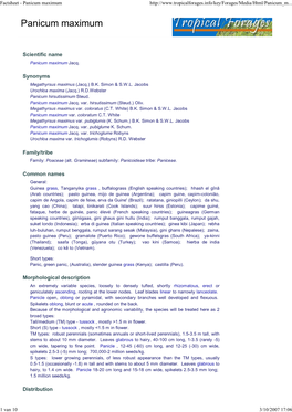 Factsheet - Panicum Maximum