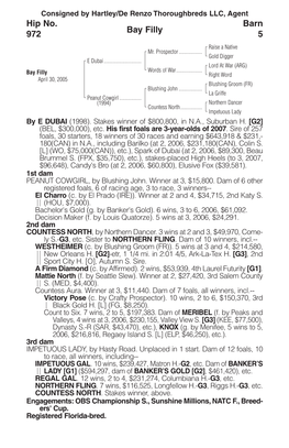 Bay Filly Barn 5 Hip No