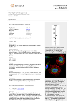 MLLT10 (AF10) Antibody (Center) Purified Rabbit Polyclonal Antibody (Pab) Catalog # Ap1906b