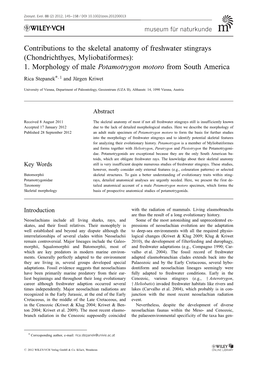 Contributions to the Skeletal Anatomy of Freshwater Stingrays (Chondrichthyes, Myliobatiformes): 1