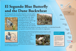 El Segundo Blue Butterfly and Dune Buckwheat