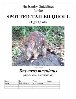 SPOTTED-TAILED QUOLL (Tiger Quoll)