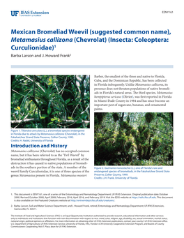 Mexican Bromeliad Weevil (Suggested Common Name), Metamasius Callizona (Chevrolat) (Insecta: Coleoptera: Curculionidae)1 Barba Larson and J
