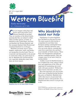 Western Bluebird, EC 1571