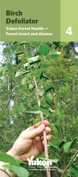 Birch Defoliator Yukon Forest Health — Forest Insect and Disease 4