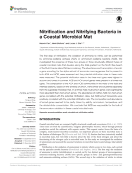 Nitrification and Nitrifying Bacteria in a Coastal Microbial