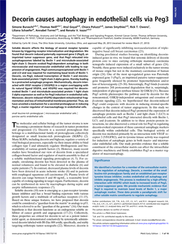 Decorin Causes Autophagy in Endothelial Cells Via Peg3 PNAS PLUS