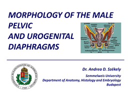 Superior Fascia of the Pelvic Diaphragm * Surrounding the Pelvic Viscera)