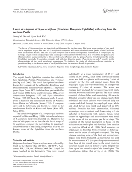 Larval Development of Scyra Acutifrons (Crustacea: Decapoda: Epialtidae)