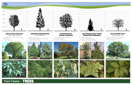 Plant Palette - Trees 50’-0”