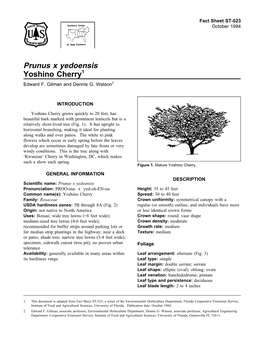 Prunus X Yedoensis Yoshino Cherry1 Edward F