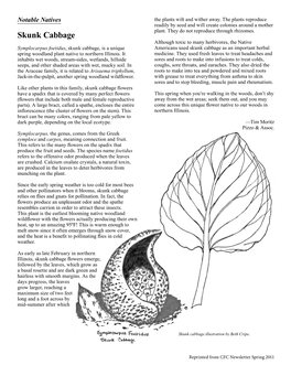 Skunk Cabbage