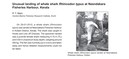 Unusual Landing of Whale Shark Rhincodon Typus at Neendakara Fisheries Harbour, Kerala