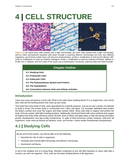 Chapter 4 – Cell Structure