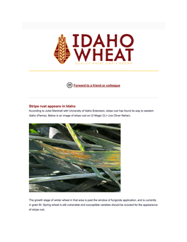 Stripe Rust Appears in Idaho According to Juliet Marshall with University of Idaho Extension, Stripe Rust Has Found Its Way to Western Idaho (Parma)