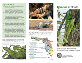 Iguanas in Florida N Green and Spinytail Iguanas Are Native to Central and South America, but Are Commonly Found in the Exotic Pet Trade